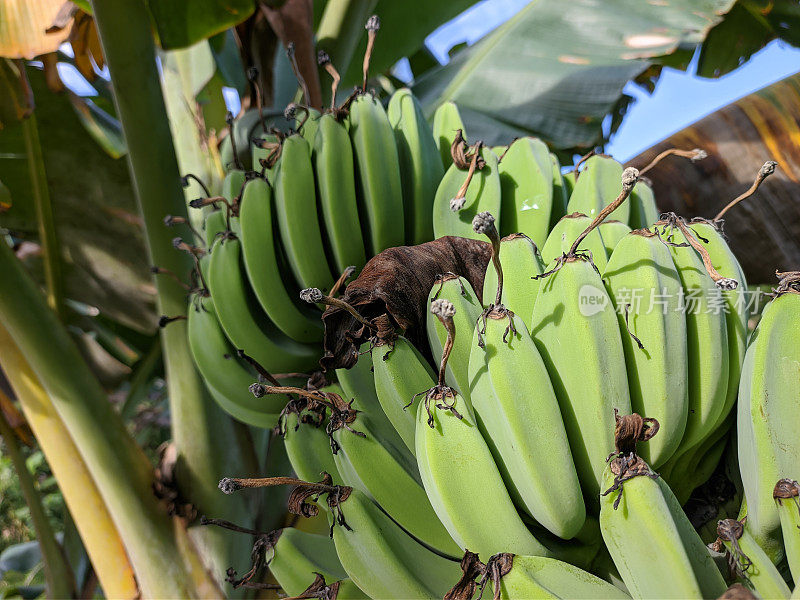 kepok香蕉(Musa acuminata × balbisiana)的早晨